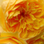 Yellow - English rose - Ausmas